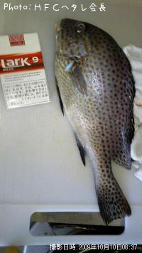 ¥³¥í¥À¥¤¡©