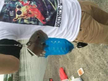 ¥¹¥º¥á¥À¥¤