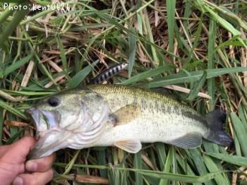 ¥Ö¥é¥Ã¥¯¥Ð¥¹