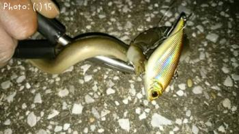 ¥¯¥í¥À¥¤¡¢¤¦¤Ê¤®