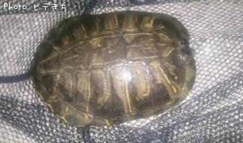 ¥ß¥É¥ê¥¬¥á