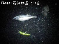 ¥·¡¼¥Ð¥¹