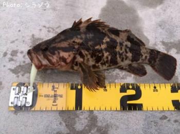 ¥Ù¥Ã¥³¥¦¥¾¥¤