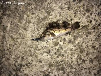 ���ӥ���