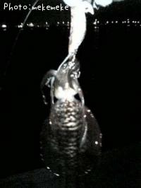 ¥¢¥ª¥ê¥¤¥«