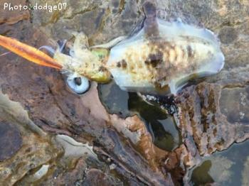 �����ꥤ��