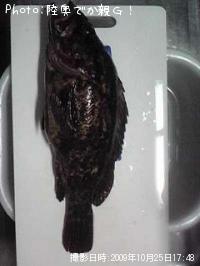 �٥å�������