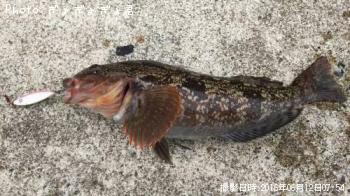 �����ʥ�