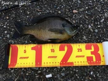 ¥Ö¥ë¡¼¥®¥ë