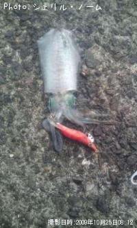 �����ꥤ��