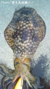 �����ꥤ��