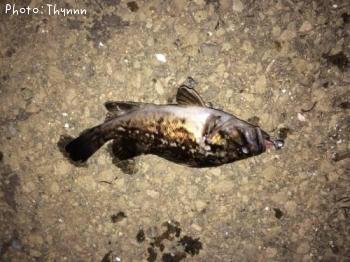 ���ӥ���