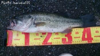 ¥Ö¥é¥Ã¥¯¥Ð¥¹