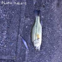 �֥�å��Х�