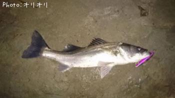 �����Х�