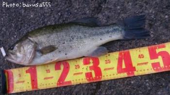 ¥Ö¥é¥Ã¥¯¥Ð¥¹