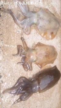 �����ꥤ��