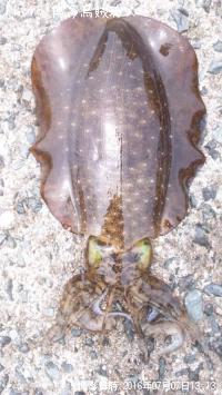 �����ꥤ��