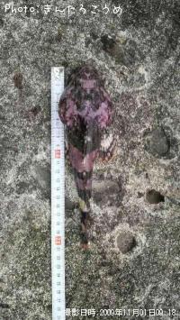 �ȥ�������