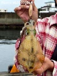 ¥¢¥ª¥ê¥¤¥«