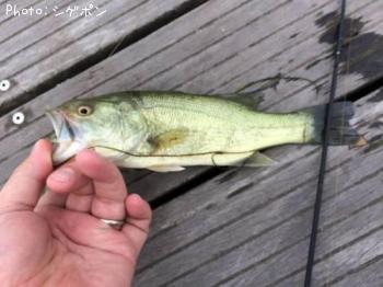 ¥Ö¥é¥Ã¥¯¥Ð¥¹