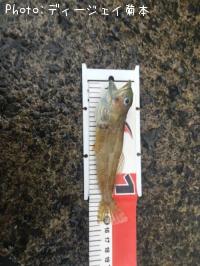 �����ϥ�