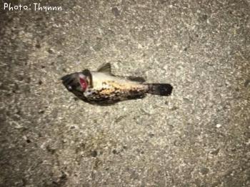 ¥Á¥Ó¥½¥¤¥Ü¥¦¥ºÆ¨¤ì