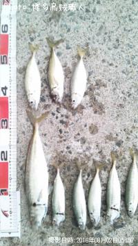 �ޥ륢��������