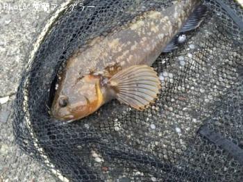 �����ʥ�