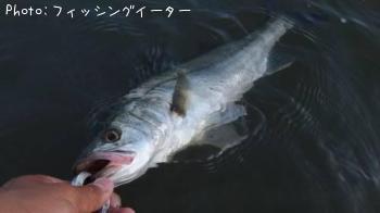 �����Х�