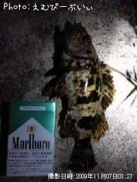 �٥å�������