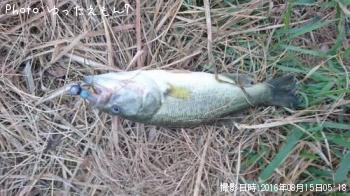 �֥�å��Х�