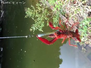 アメリカザリガニ