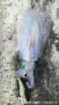 ¥¢¥ª¥ê¥¤¥«