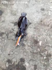 ¥¢¥ª¥ê¥¤¥«