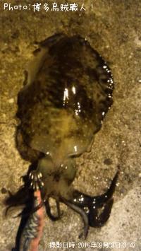 ¥±¥ó¥µ¥¥¤¥«¡¢¥¢¥ª¥ê¥¤¥«¡¢¥à¥Ä