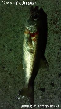 ¥±¥ó¥µ¥¥¤¥«¡¢¥¢¥ª¥ê¥¤¥«¡¢¥à¥Ä