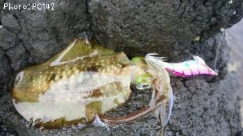 �����ꥤ��