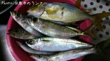 ショゴ&アジ&サバ&カマス