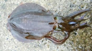 �����ꥤ��