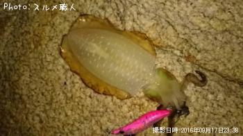 ¥¢¥ª¥ê¥¤¥«