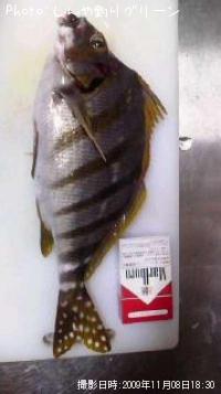 �����Υϥ���