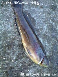 �����ʥ�