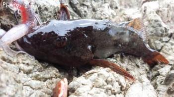 �����ʥ�