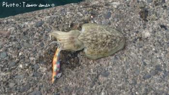 ¥â¥ó¥´¥¦¥¤¥«