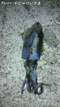 ¥¢¥ª¥ê¥¤¥«