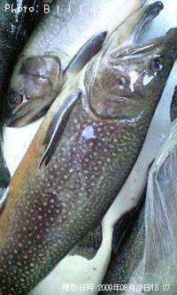 �֥饦��ȥ饦��