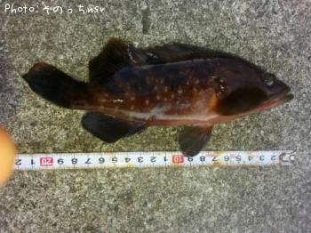 �����ϥ�