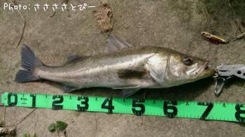 �����Х�