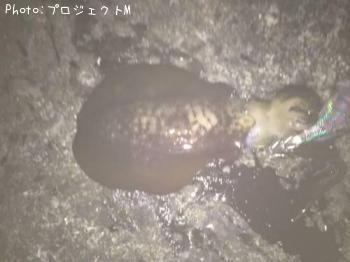 �����ꥤ��